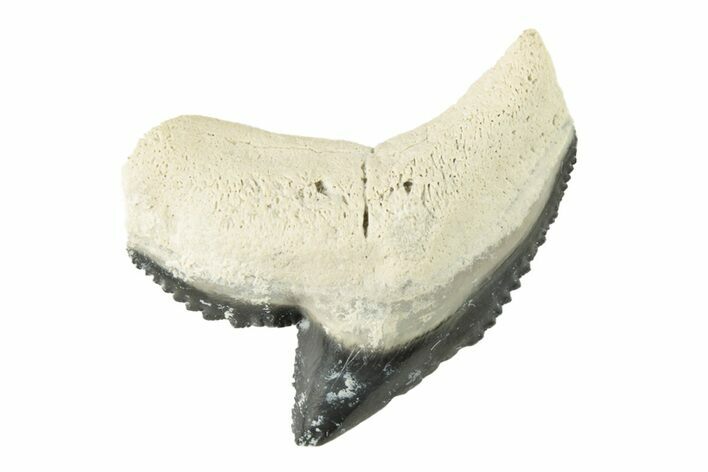 Colorful, Fossil Tiger Shark Tooth - Bone Valley, Florida #260264